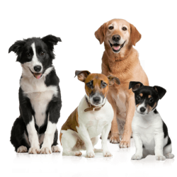 15-dog-png-image-picture-download-dogs